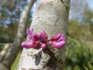 Flower growing from bark of tree